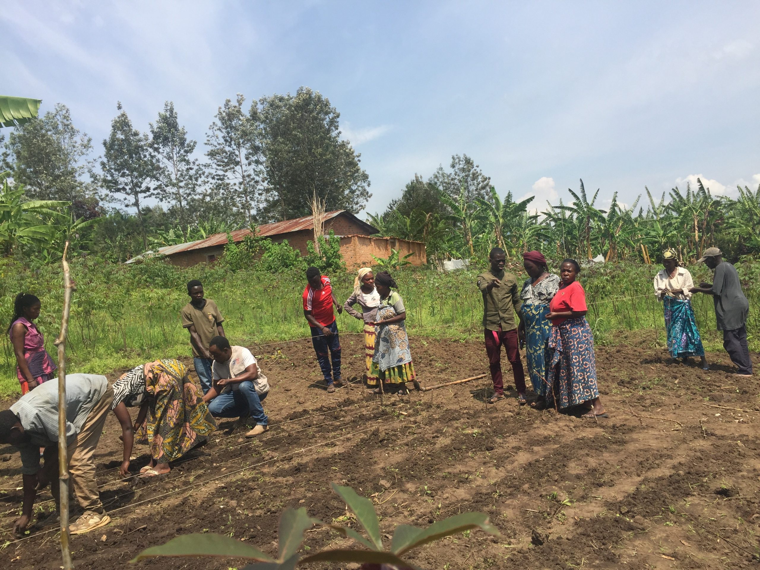  Installation d’un Champ-École Paysan à Nyangezi pour la mutuelle de Solidarité AJIDRI au Sud-Kivu