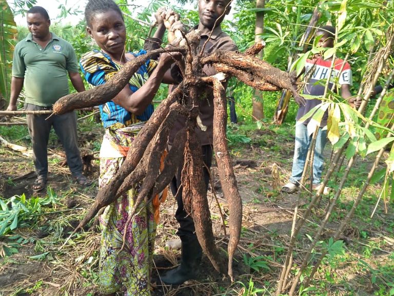 OPTIMISATION DE LA RECOLTE DE MANIOC PAR LES MEMBRES DE PEDH, UNE STRUCTURE ACCOMPAGNE PAR ASOP DANS LE PROJET SAD